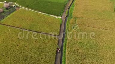一个农民骑摩托车沿着一条大稻田中间的小路行驶的空中射击。 水稻作物概念