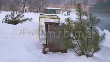 新年后<strong>丢</strong>弃的圣诞树上的<strong>垃圾</strong>，冬天，暴风雪，无家可归的猫。