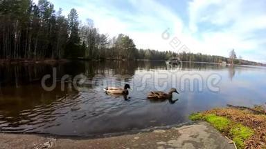 鸭子们正在湖边游泳，在一个阳光明媚的美丽的湖边的欧洲旅游场所