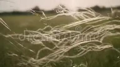 银羽草在草原迎风摇曳.. 俄罗斯的羽毛草。 大风吹过草，吹过草