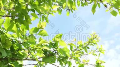 一棵<strong>梅树</strong>的绿叶在蓝天的风中摇曳