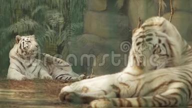 一对白色孟加拉虎。 一只老虎抓着自己的爪子，另一只洗