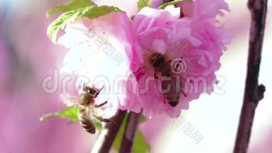 开花的梨树和蜜蜂采花粉。 快关门。 慢动作