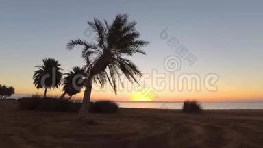 沙滩上的棕榈树随风摇曳