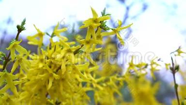 一枝连翘，开着黄色的小花，在淡淡的<strong>春风</strong>中迎风蓝天飘扬..
