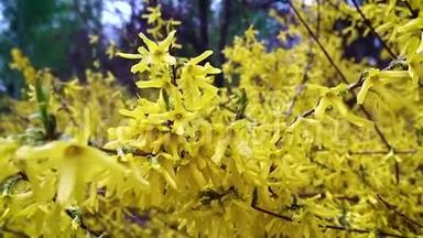 一枝连翘，开着黄色的小花，在淡淡的春风中迎风蓝天飘扬..