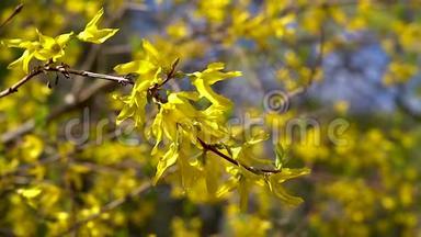 在阳光明媚<strong>的</strong>一天，连翘<strong>的</strong>一根树枝上开着<strong>黄色的小花</strong>，在淡淡<strong>的</strong>春风中飘扬。