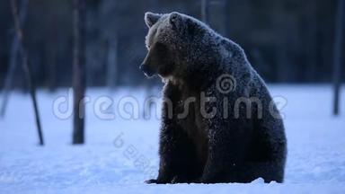 棕色熊在冬天的森林里晚上。 科学名称：Ursusarctos。 自然栖息地。 冬季森林