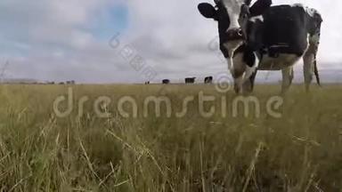 奶牛在秋天的草地上放牧。 黑白牛跟着走