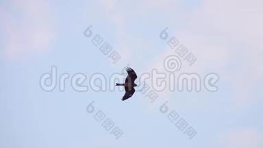 黑鸢飞燕迁徙在晴朗的蓝天上