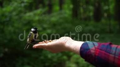 森林里的小鸟飞在女人的手上吃坚果
