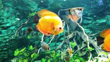 以海藻为背景的水族箱中五颜六色的异国鱼类的水下生活