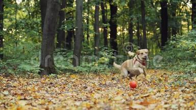 拉布拉多狗跑到玩具球前，追逐并试图抓住它