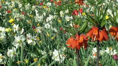 皇家或皇家贝母观赏植物，百合科花，盛开的红色