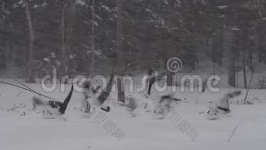 海鸥从白雪覆盖的田野起飞。 森林里的暴风雪。 冬季。