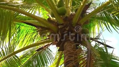 蓝<strong>天下</strong>的椰子树，<strong>中国</strong>。