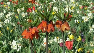 皇家或皇家贝母观赏植物，百合科花，盛开的红色