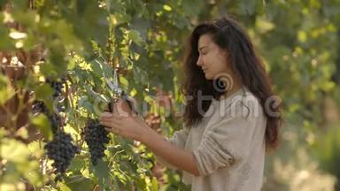 年轻女子在葡萄园采摘葡萄时，在一个阳光明媚的秋日
