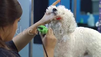 一个女人用电动剪发器修剪一只狗Bichon Frise。