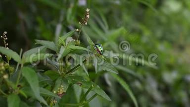 菊花的近景侧面，也被称为死荨麻叶甲虫坐在花园的绿色植物