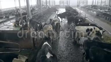 一个<strong>牛棚</strong>里满是牛，关门。