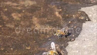 蜜蜂从一个浅水池里喝水，里面还有其他小动物，比如水蚤水蚤