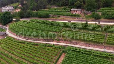 鸟瞰葡萄田，在意大利北部山区的葡萄园飞翔.. 夏日。 山区生产概念