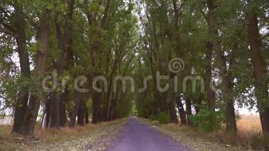 一条长长的乡间小路，两边都有高大的树木