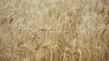 黄色的麦穗在风中摇摆，黑麦的耳朵在风中摇摆，在成熟的黑麦耳朵的背景下摇摆