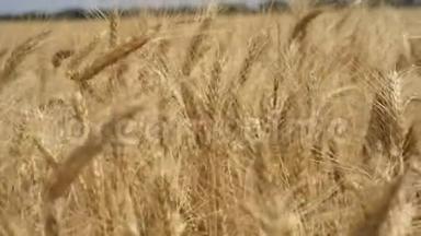 麦田。金色的麦穗在地上。草甸麦田成熟穗的背景。丰收理念