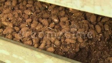 萌动的有机可可种子，玻利维亚埃尔塞博
