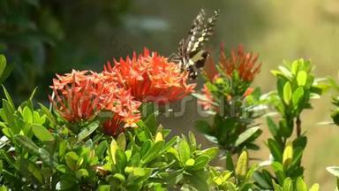 大自然花园红花的特写蝴蝶