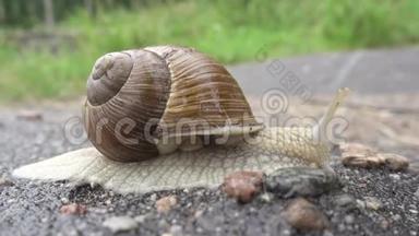 大特写螺旋波马提亚罗马蜗牛被称为勃艮第螺，它是一种可食用的蜗牛，是一种来自