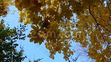 秋天，一棵树上的黄枫叶，乌曼索非亚公园的落叶