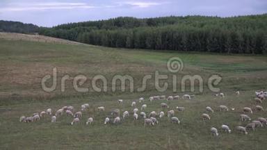 白羊在森林边的田野里吃草。 山谷里户外的家产羊肉。 动物农场。 农民种羊