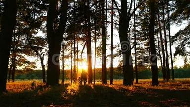 一个幸福的家庭和一个小孩子朝镜头跑去。 日落时森林里一个男人、女人和孩子的剪影。