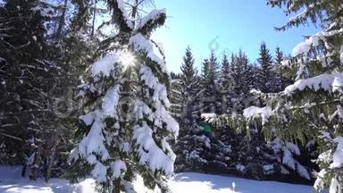 神奇的冬季森林。 太阳`光线穿过树木。 绿和树木。 很多雪。