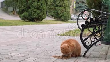 无家可归的红猫吃猫粮.