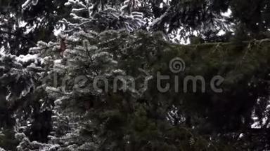 雪横向飞过松树