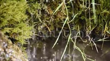 喷泉里的苔藓让动物喝水