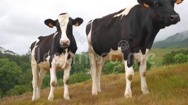 两头奶牛正在一片美丽的草地上看着摄像机，那里风景如画