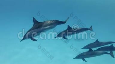 一群5只海豚游过沙底。 旋转海豚，斯泰内拉龙眼，水下射击，跟随射击，俯视。