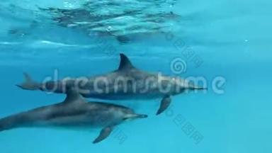 两只海豚，母亲和幼海豚在<strong>清晨</strong>的<strong>阳光下</strong>，在蓝色的水中，在水面<strong>下</strong>慢慢地游成一个圆圈。