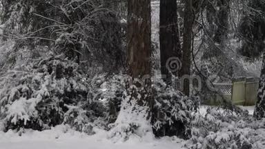 黑松林下的大雪