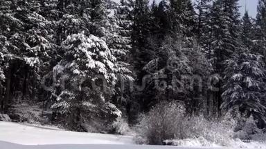 冬天<strong>阳光</strong>明媚的<strong>早晨</strong>，森林<strong>树木</strong>上厚厚的雪