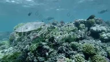 海龟在水面下游过顶部的珊瑚礁. 鹭海龟或碧莎，鹭