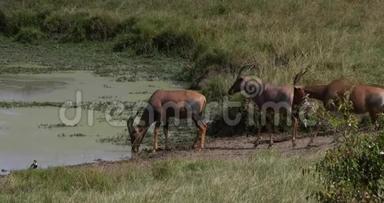 Topi，damaliscuskorrigum，站在<strong>水洞</strong>前的小组，肯尼亚马赛马拉公园，实时