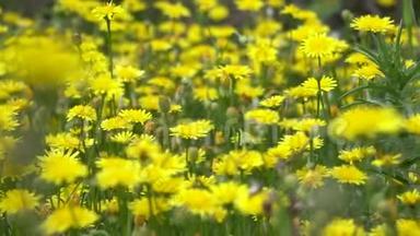 欧洲瑞典的一个田野里的蒲公<strong>英花</strong>。 黄色的蒲公<strong>英花</strong>在春天的绿草中。闭上。