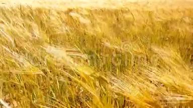 晴朗的夏日，蓝天下的麦田。 金色麦田被风吹来.. 自然景观。