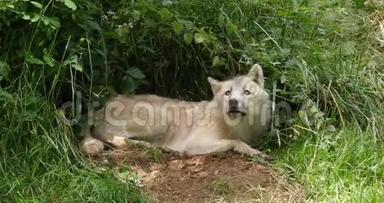 北极狼，犬狼疮苔原，雌狼躺在洞口，实时